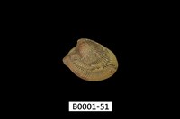 藏品(銀錦蛤)的圖片